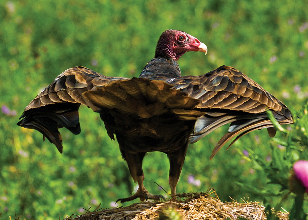 turkey vulture