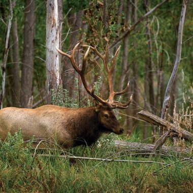 male elk