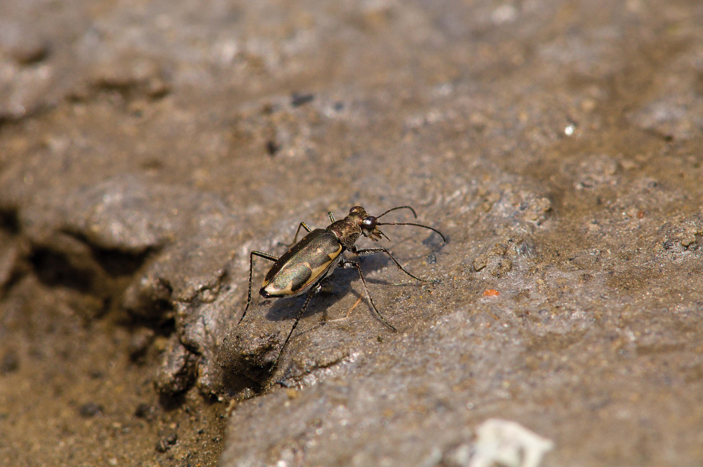 A iridescent beetle climbs across wet, sandy soil