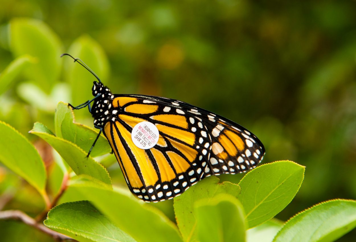 A monarch butterfly with a tag on its wing.