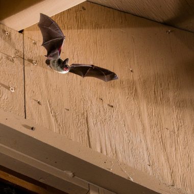 A bat with brown wings and a white tummy flies from a roof down at the camera