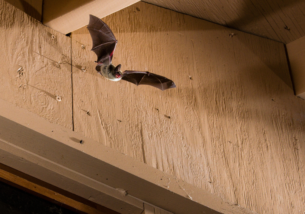 A bat with brown wings and a white tummy flies from a roof down at the camera