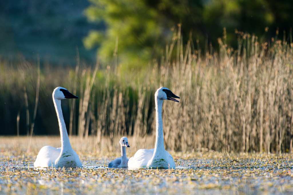 Trumpeter swans swim through water heavy with vegetation