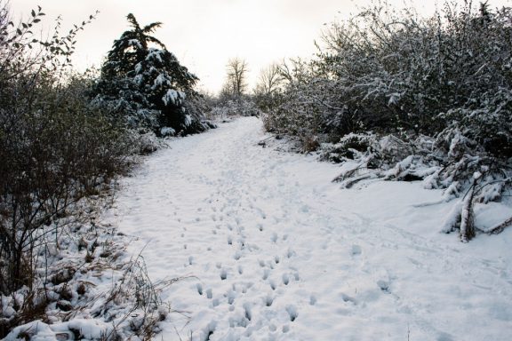 Deer tracks on a snowy tree-lined trail.