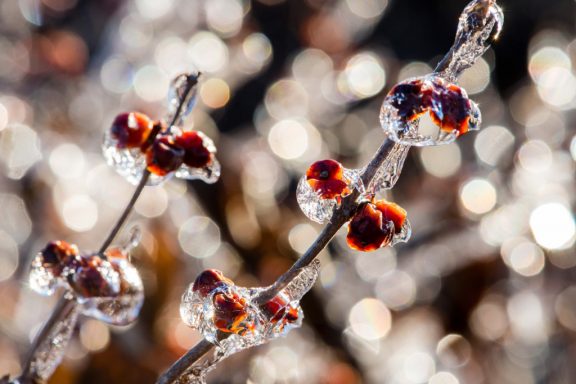 Red berries cling to branches covered in ice