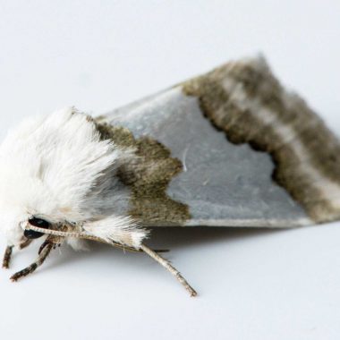 A white and tan furry moth is isolated on a white background