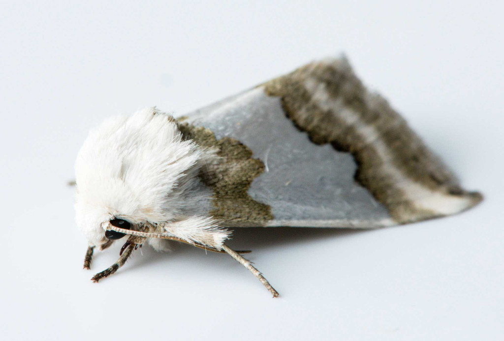 A white and tan furry moth is isolated on a white background