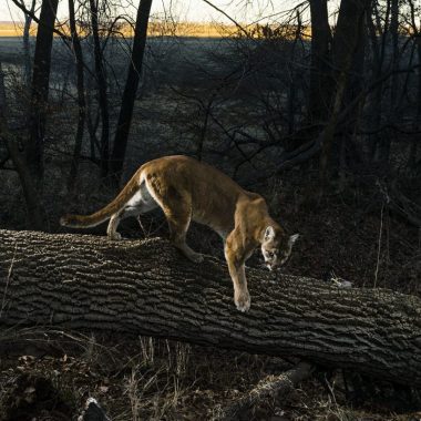 Mountain lion camera trap photo Indian Cave