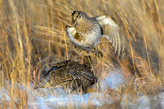 sharp-tailed grouse display on lek