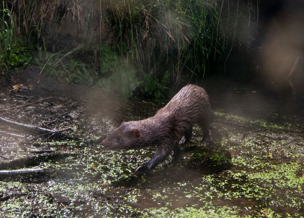 An American mink walks across a shallow wetland space covered in vegetation