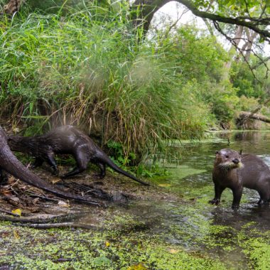 camera trap photography river otter