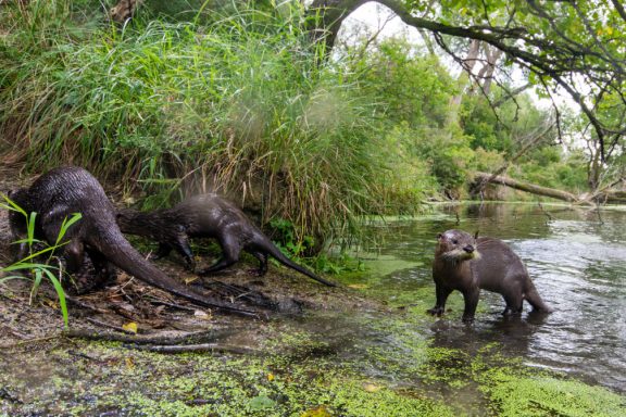 camera trap photography river otter