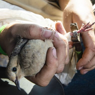 dove banding