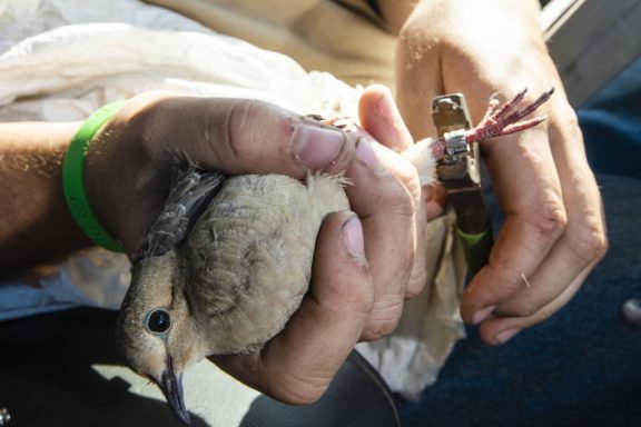 dove banding