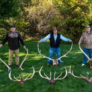 Clearwater elk shed antlers