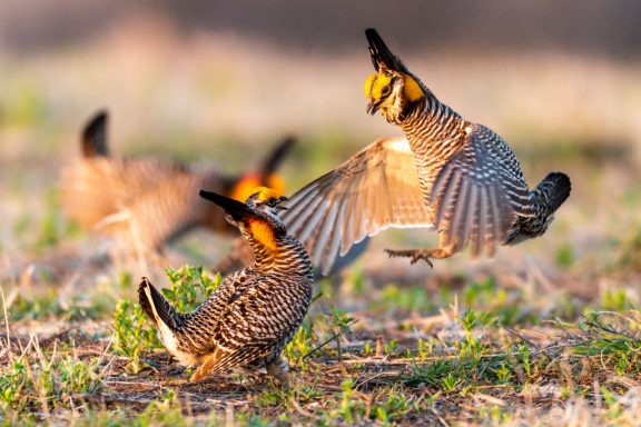 Two male prairie chickens challenging each other on a man-made lek.