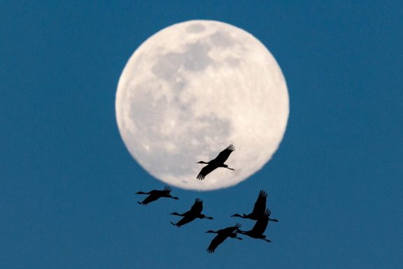 Six flying sandhill cranes are silhouetted against a full moon