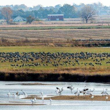 Whooping Crane Platte River