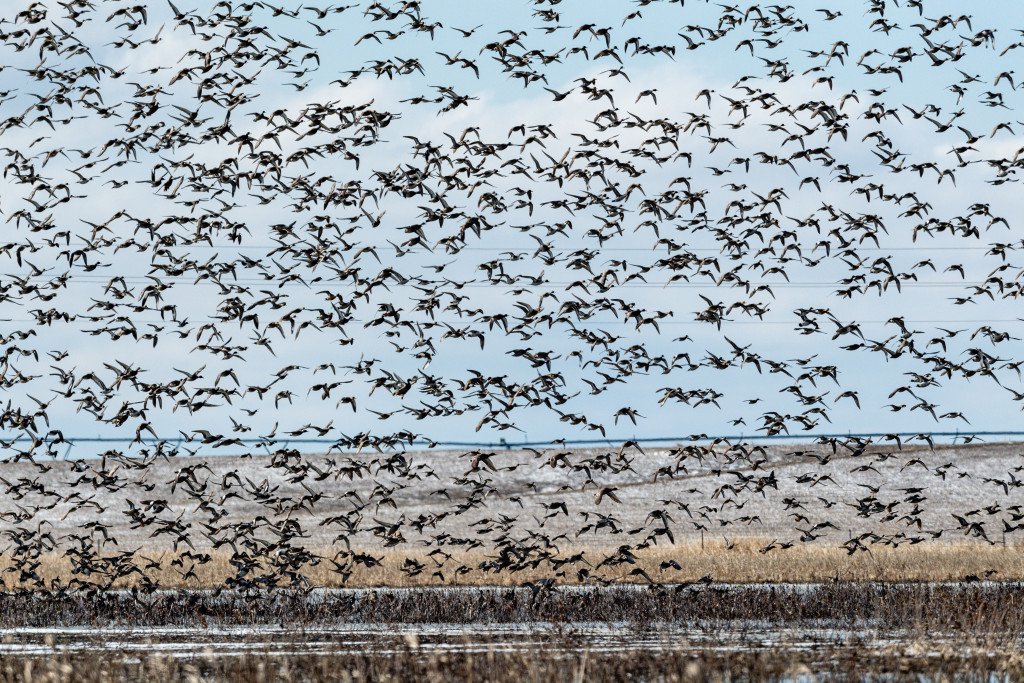 migratory bird habitat wetland pumping