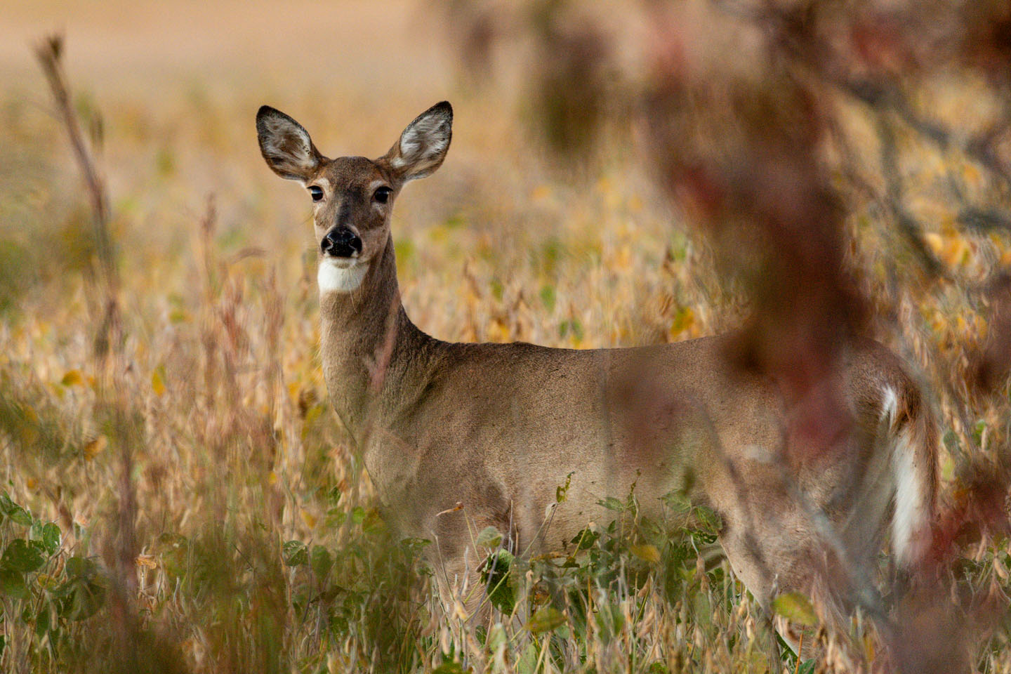 white-tailed doe