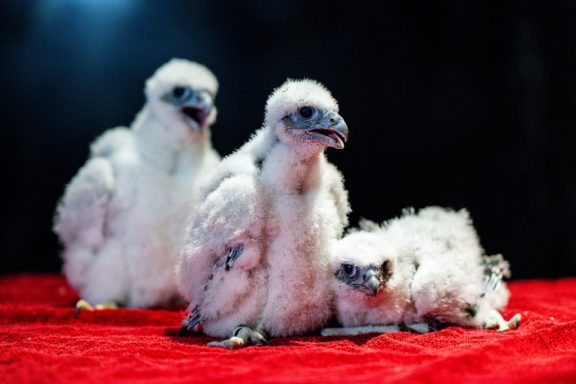 Three peregrine falcon fledglings on a towel