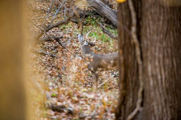 A buck deposits scent from his forehead above a scrape in a forest.