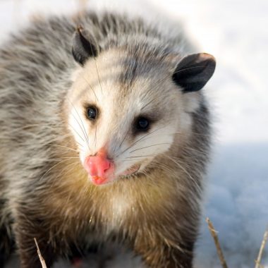 A close-up of a Virginia opossum in the snow, its head tilted to left.