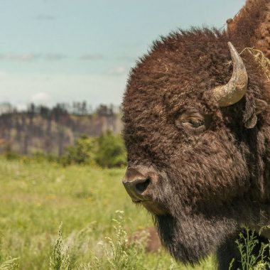 A close-up profile of a bison on a green prairie field.