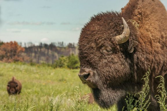 A close-up profile of a bison on a green prairie field.