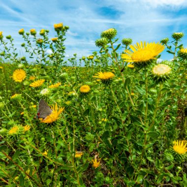 A lone butterfly sits on a patch of gumweed, a tall prairie wildflower with yellow blooms.