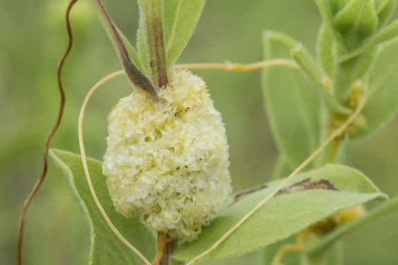 A close-up of the dodder, a parasitic plant wrapped around another plant and resembling a mass of discarded orange plastic twine.