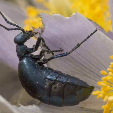 A close-up profile of a large, black oil beetle munching on the leaf of a plant.