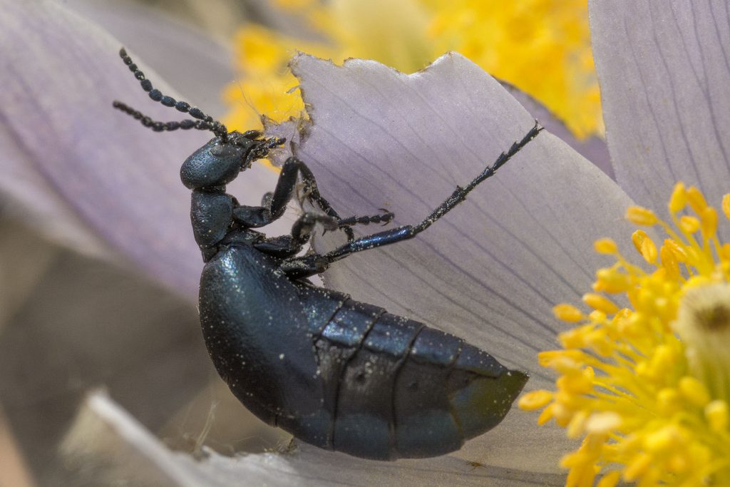 A close-up profile of a large, black oil beetle munching on the leaf of a plant.