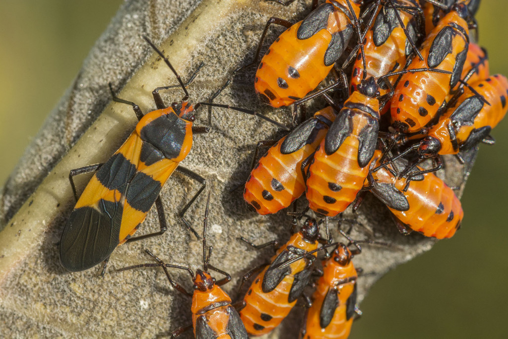 A close-up of a large milkweed bug, its orange and black color, next to more than a dozen smaller, juvenile milkweed bugs on a plant stalk.