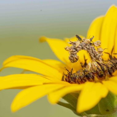 A close-up of a camouflaged looper, which blends into the middle of a yellow flower.