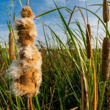 A close-up of a cattail, its puffy heads breaking as seeds start to blow in the wind. Other cattails are in the background.