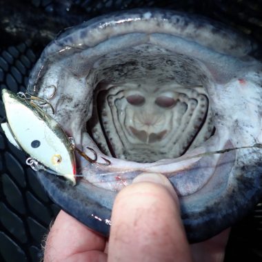 flathead catfish with lure in its mouth