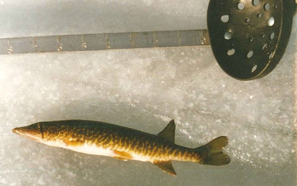 Grass pickerel while ice fishing.