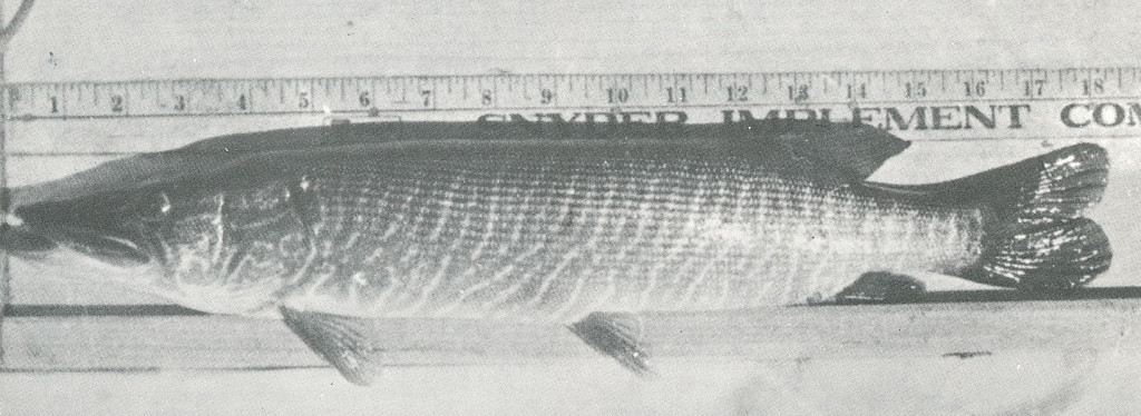 Grass Pickerel x Northern Pike Hybrid