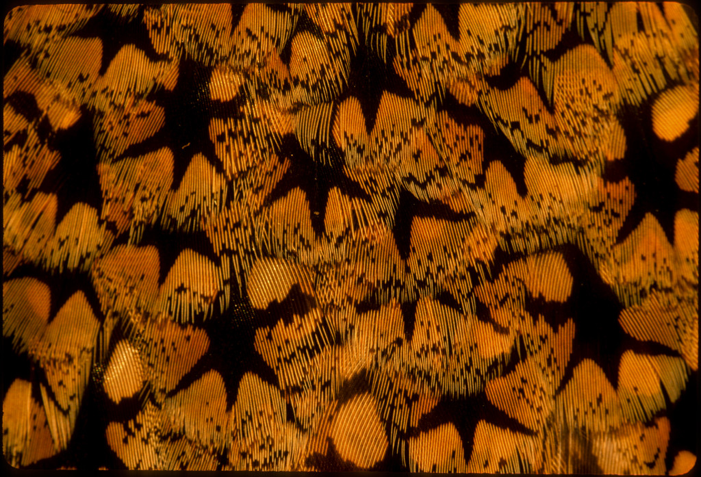 A close-up view of a sharp-tailed grouse feather reveals a kaleidoscope of oranges with black, six-pointed starts scattered throughout.