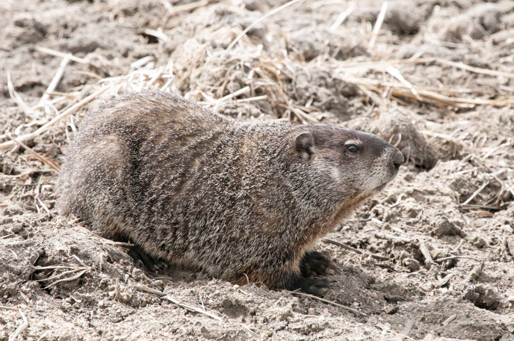 A groundhog sitting on dirt.