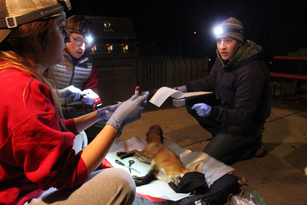 A sedated fox being examined by biologists.