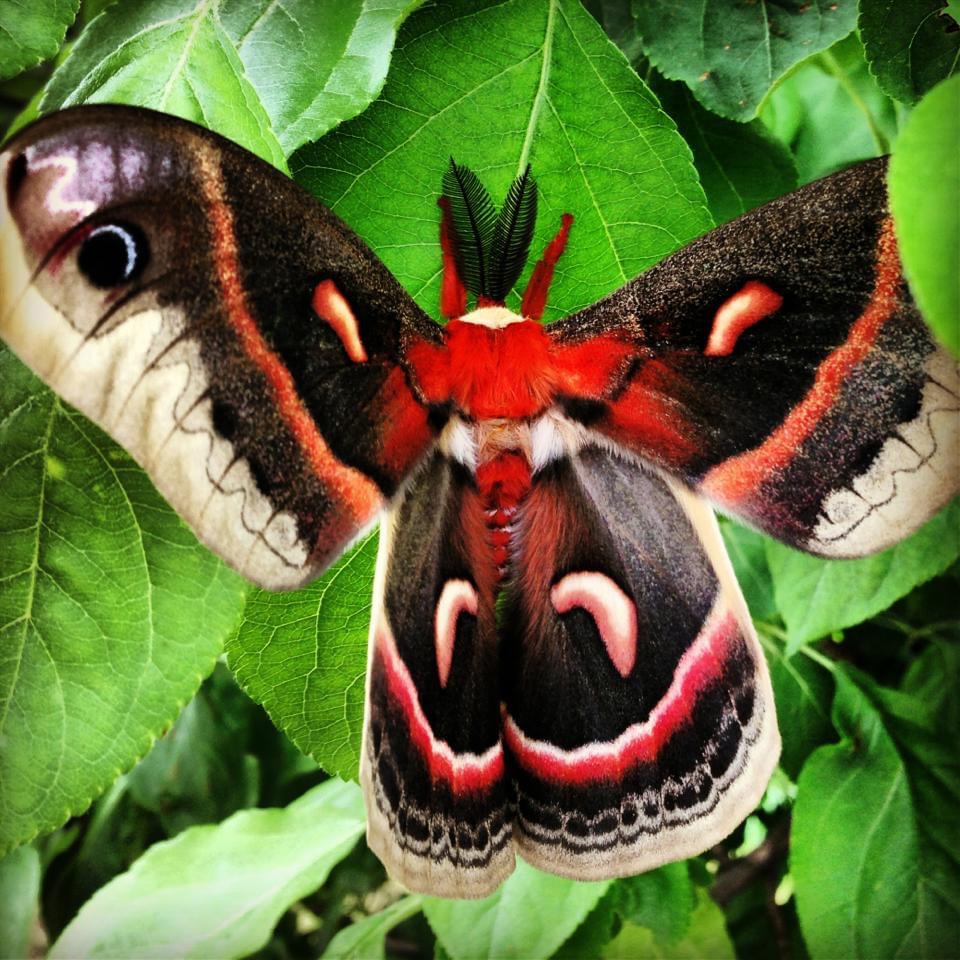 a red and black moth spreads its wings as it rests on a green leaf