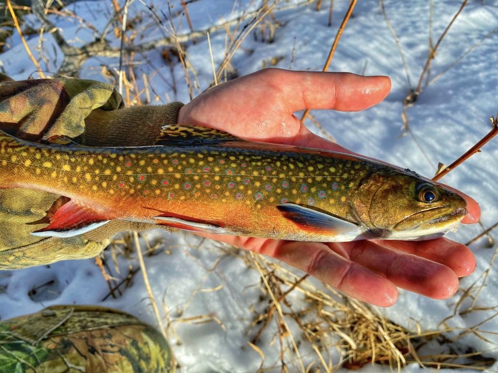 brook trout fish