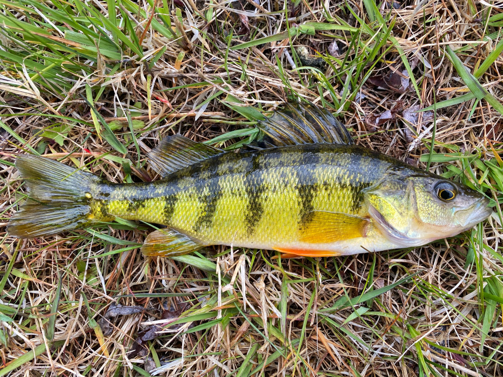 yellow perch fish