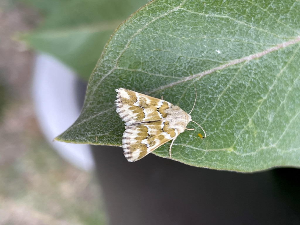 a yellow and white fuzzy moth rests on a green leaf