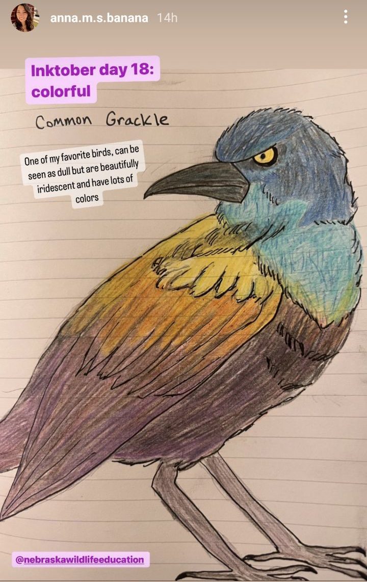 A handdrawn common grackle is brightly colored on lined paper