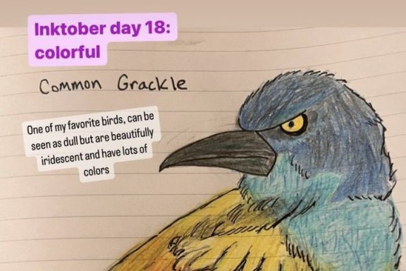 A handdrawn common grackle is brightly colored on lined paper