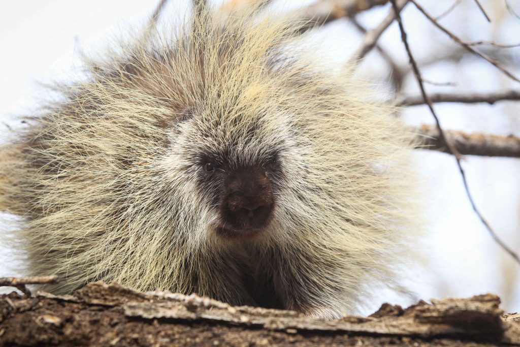 A close-up of a porcupine facing the camera with its quills puffed up