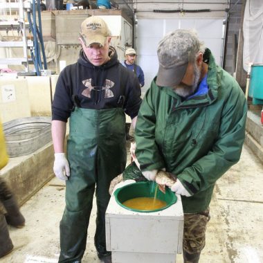 Stripping eggs from a female northern pike.